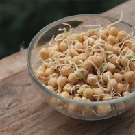Photo of sprouted chickpeas 3