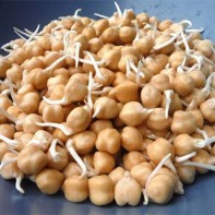Photo of sprouted chickpeas 5