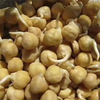 Photo of sprouted chickpeas 4