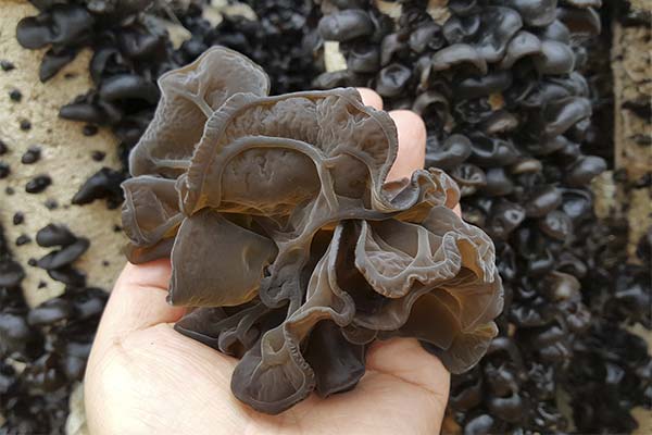 Useful properties of muir mushrooms