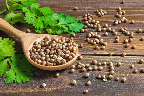 Coriander