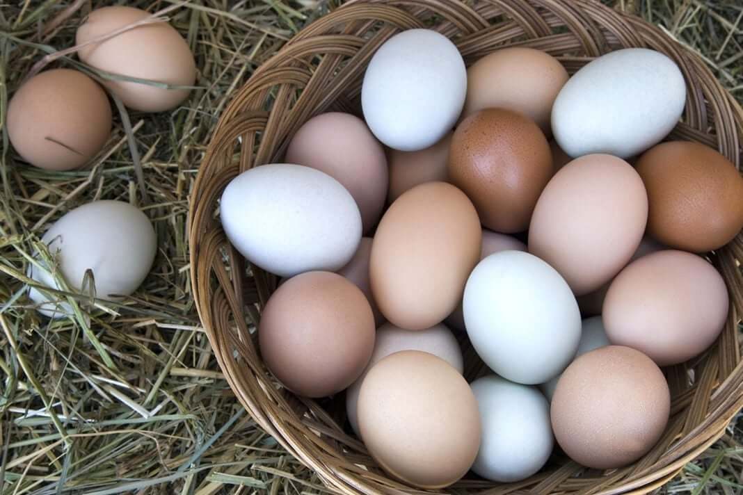 Eggs