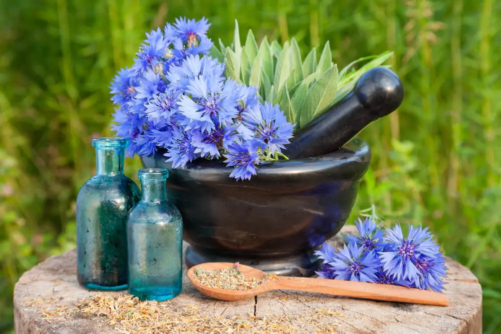 What is lavender oil? What is lavender good for?