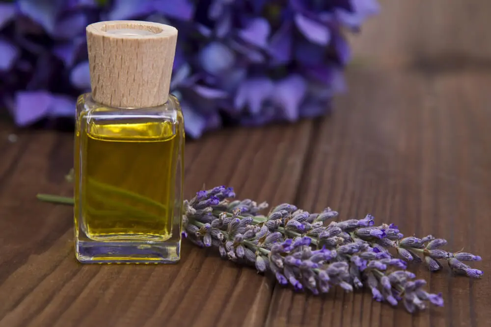 What is lavender oil? What is lavender good for?